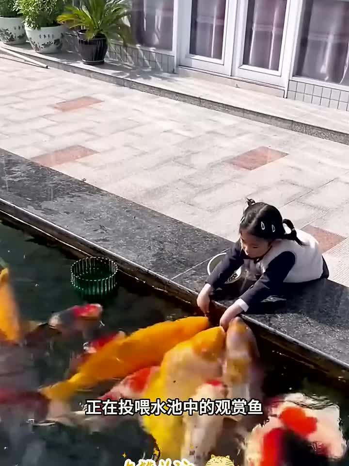 肥肥胖胖的观赏鱼,看来游泳并不能减肥