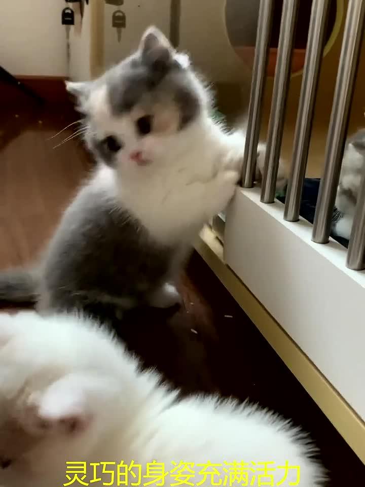 猫逗小鱼缸鱼儿,爪拍玻璃惊鱼慌