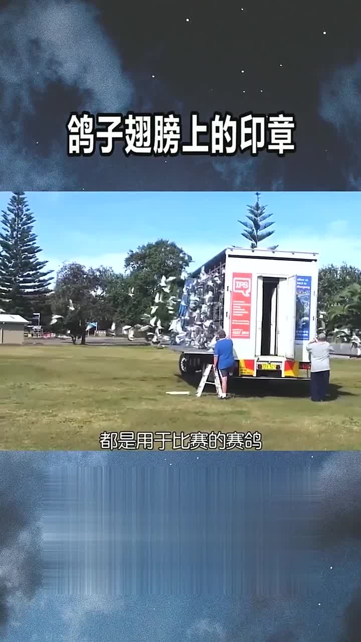鸽子翅膀上为什么要盖印章?
