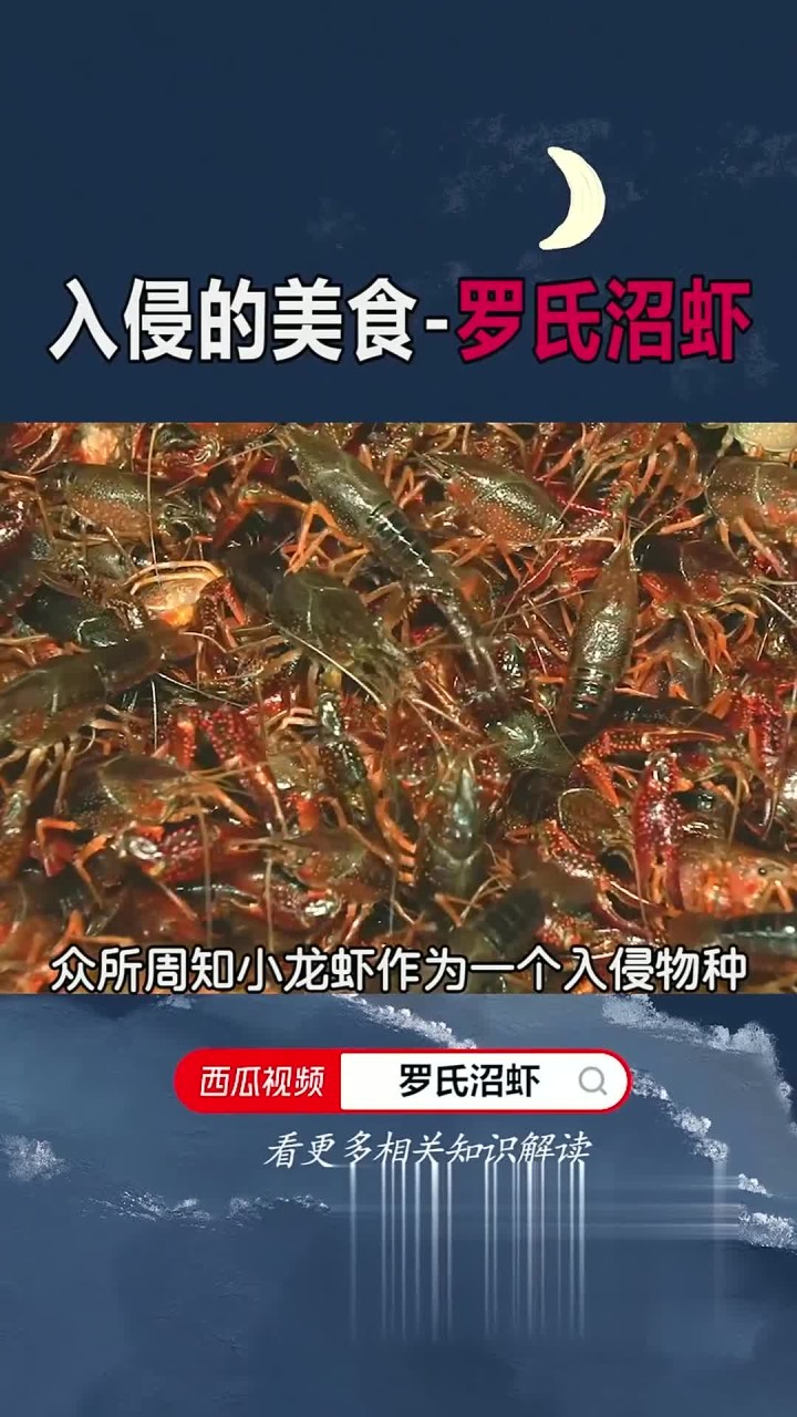 入侵的美食-罗氏沼虾!