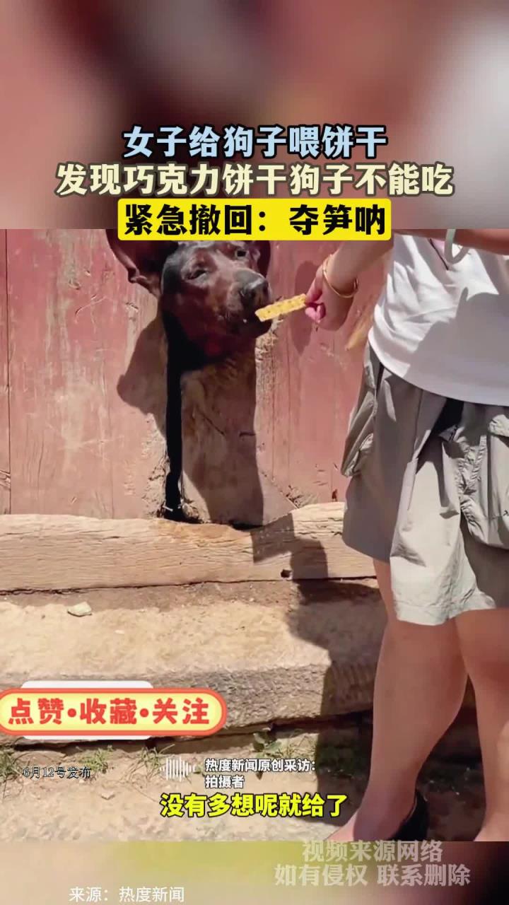 女子给狗子喂饼干,发现巧克力饼干狗子不能吃,紧急撤回:夺笋呐