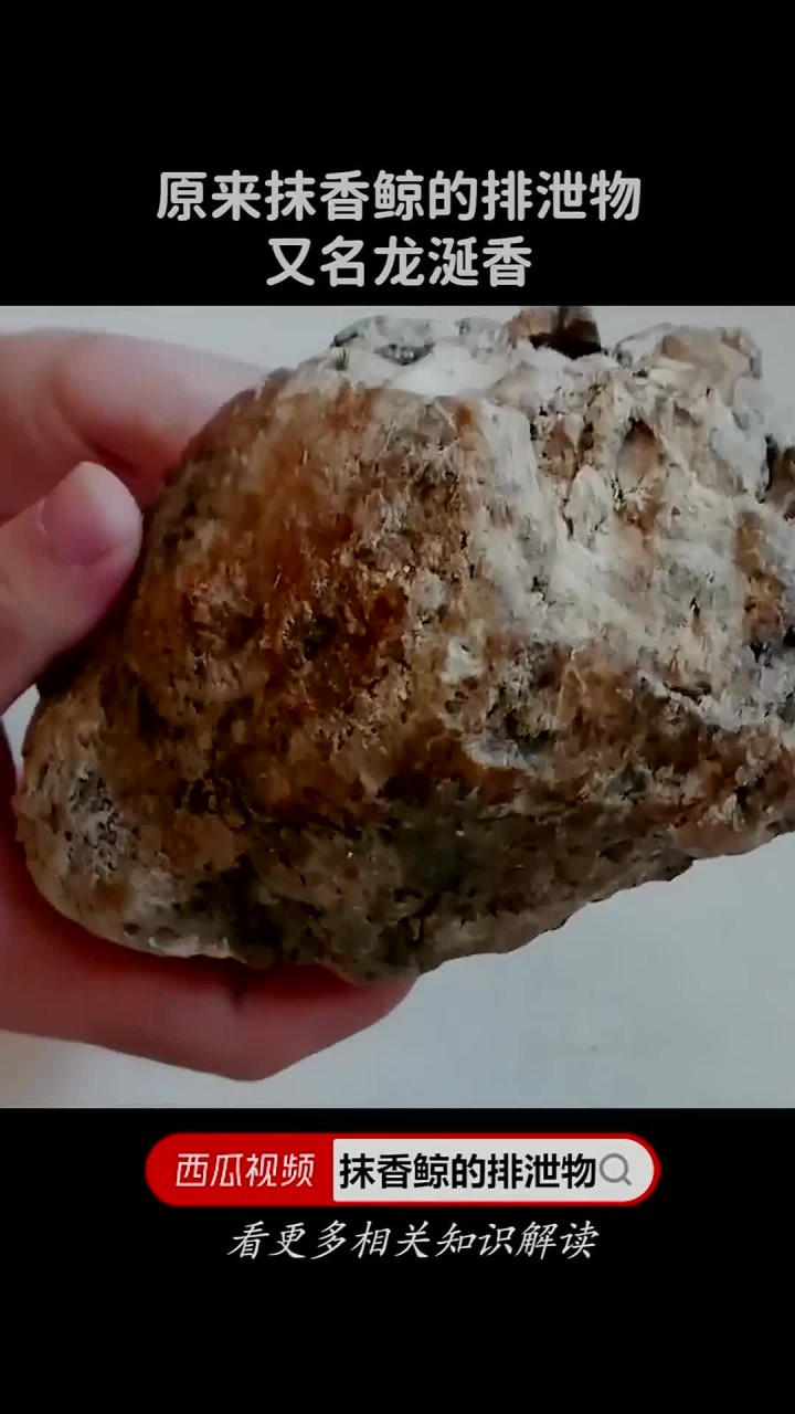 为什么抹香鲸的排泄物比黄金还珍贵?