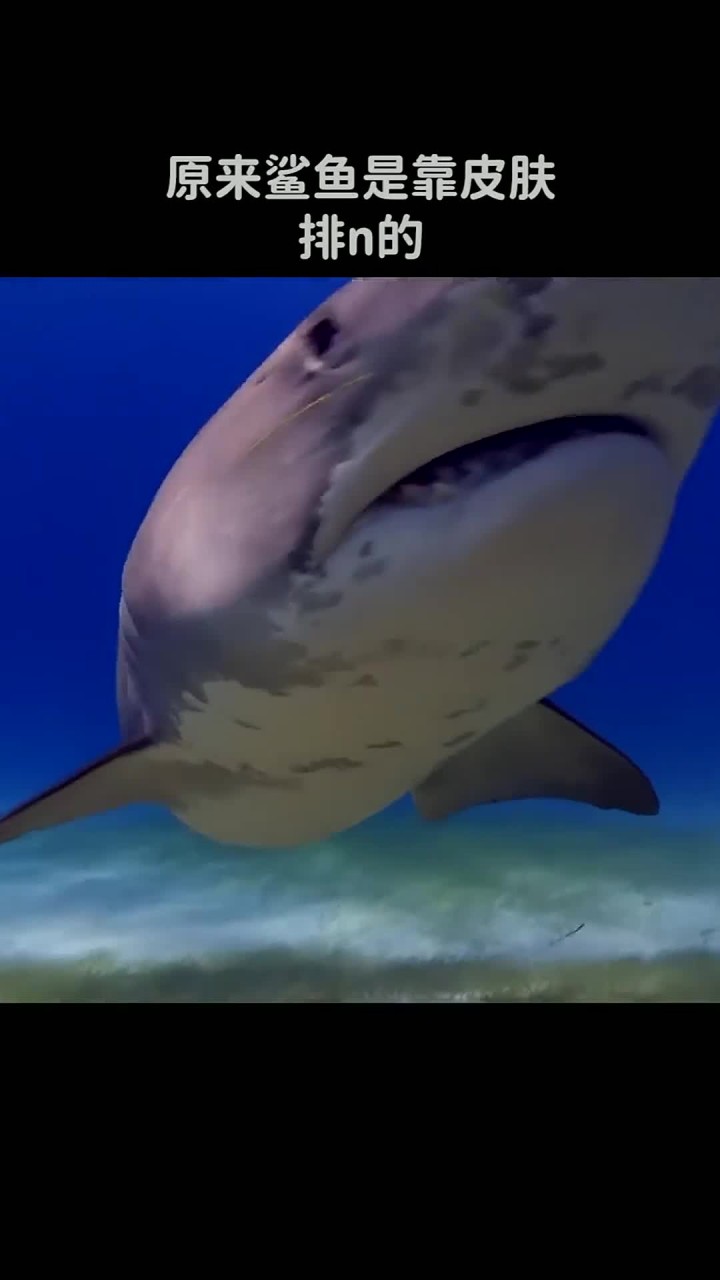 为什么虎鲸只吃大白鲨的肝脏而不吃它们的肉?