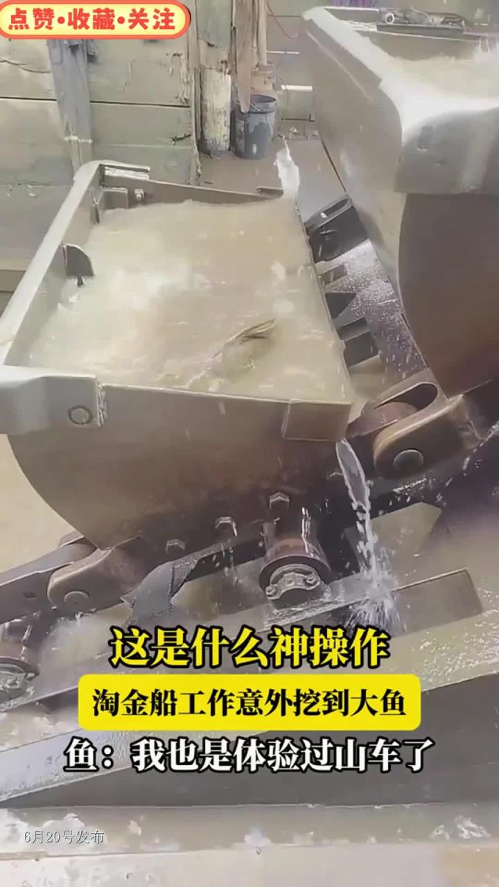 这是什么神操作,淘金船工作意外挖到大鱼,鱼:我也体验过山车了