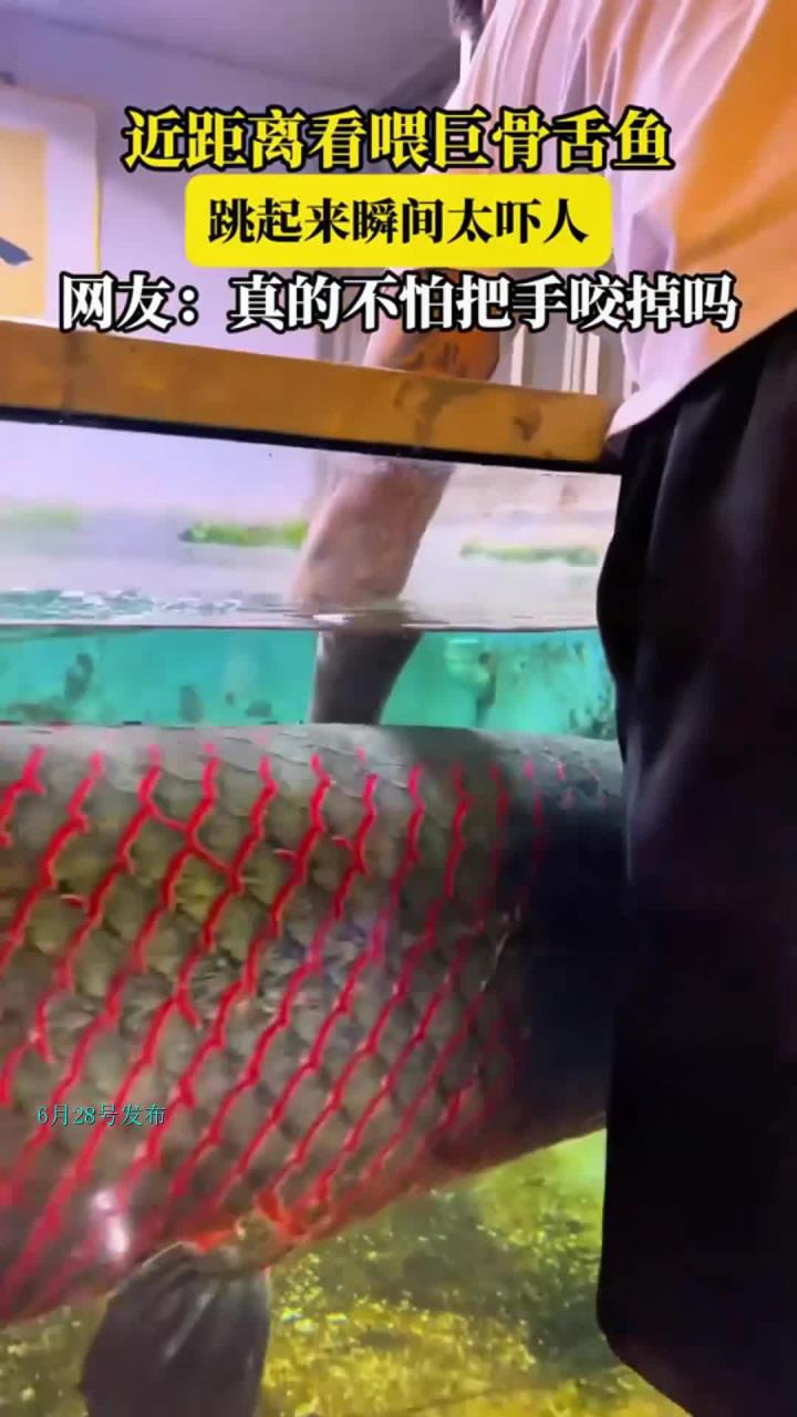 近距离看喂巨骨舌鱼,跳起来瞬间太吓人,网友:真不怕把手咬掉吗