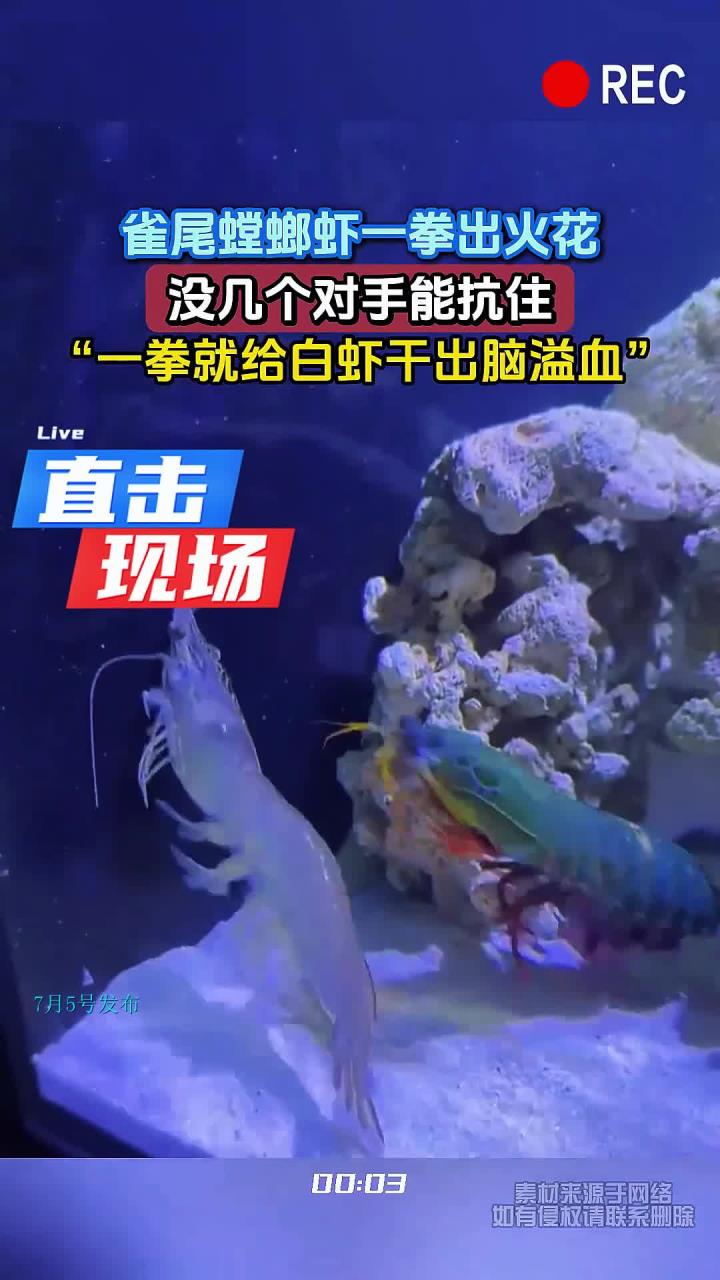 雀尾螳螂虾一拳出火花,没几个对手能抗住,“一拳就给白虾干出脑溢血”
