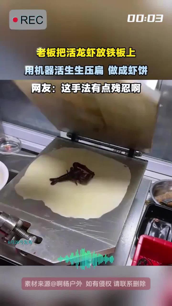 老板把活龙虾放铁板上,用机器活生生压扁 做成虾饼