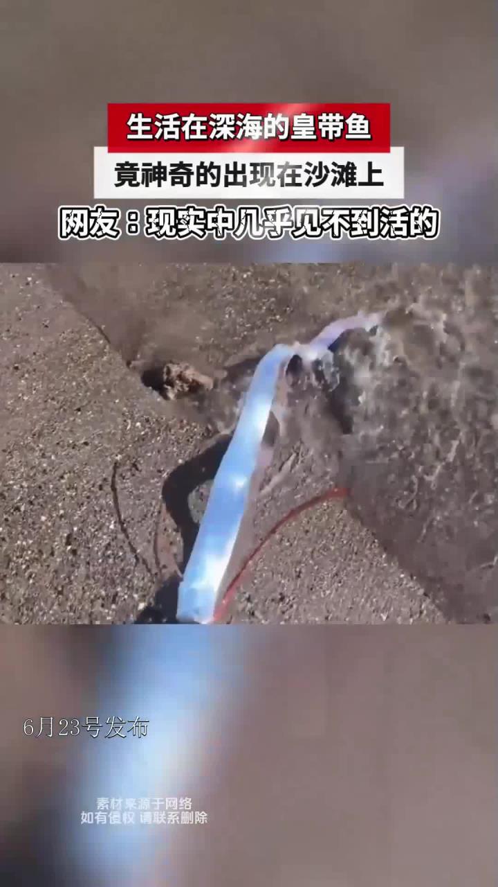生活在深海的皇带鱼,竟神奇的出现在沙滩上