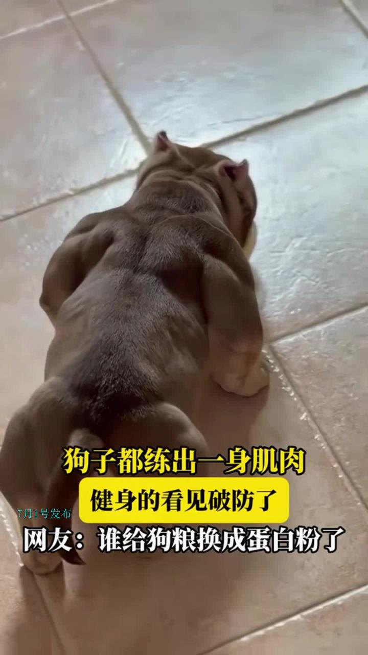 狗子都练出一身肌肉，健身的看见破防了