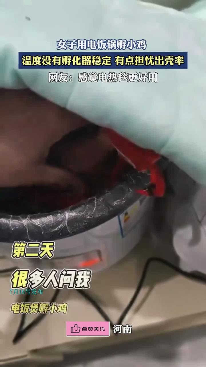 女子用电饭锅孵小鸡,温度没有孵化器稳定,有点担忧出壳率