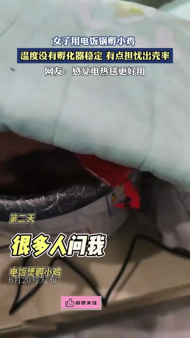 女子用电饭锅孵小鸡,温度没有孵化器稳定,有点担忧出壳率