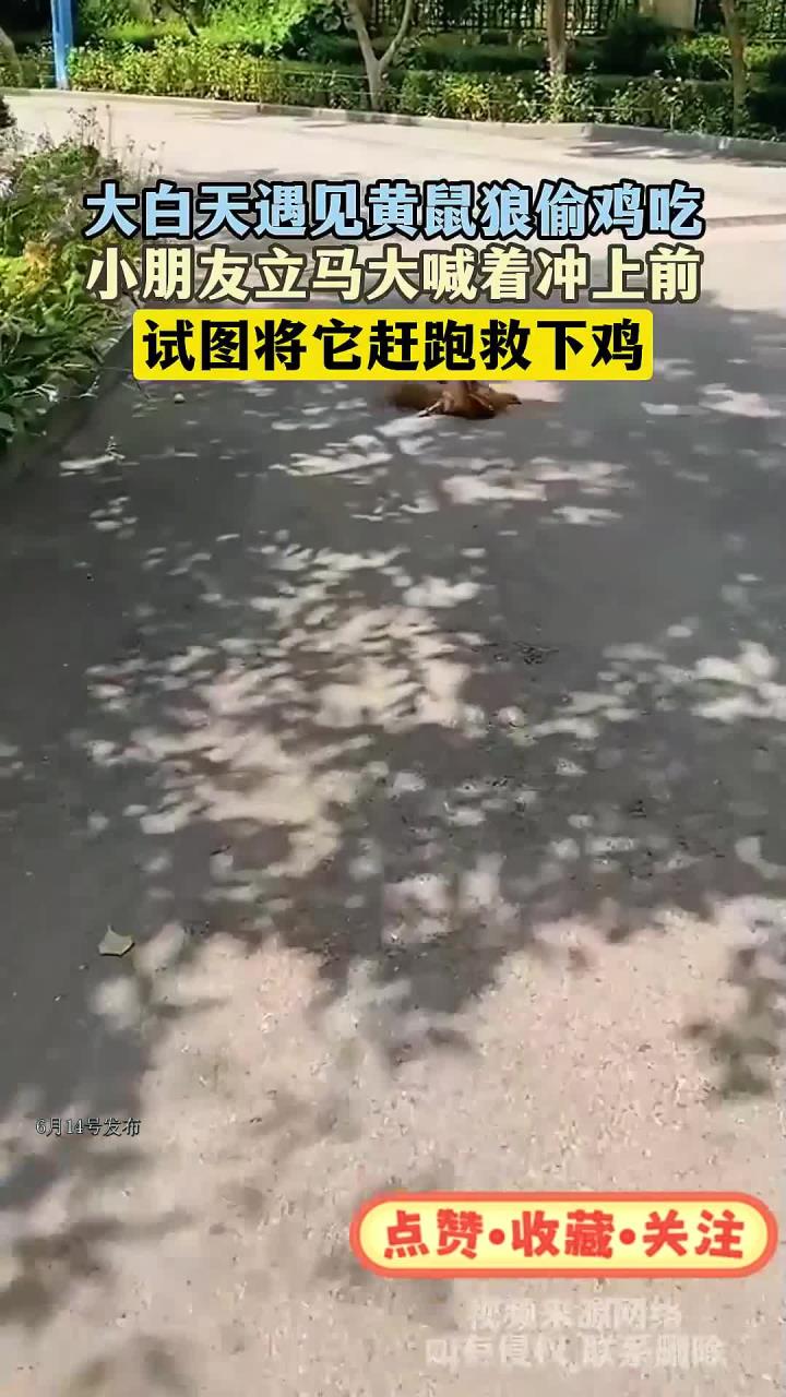 大白天遇见黄鼠狼偷鸡吃,小朋友立马大喊着冲上前