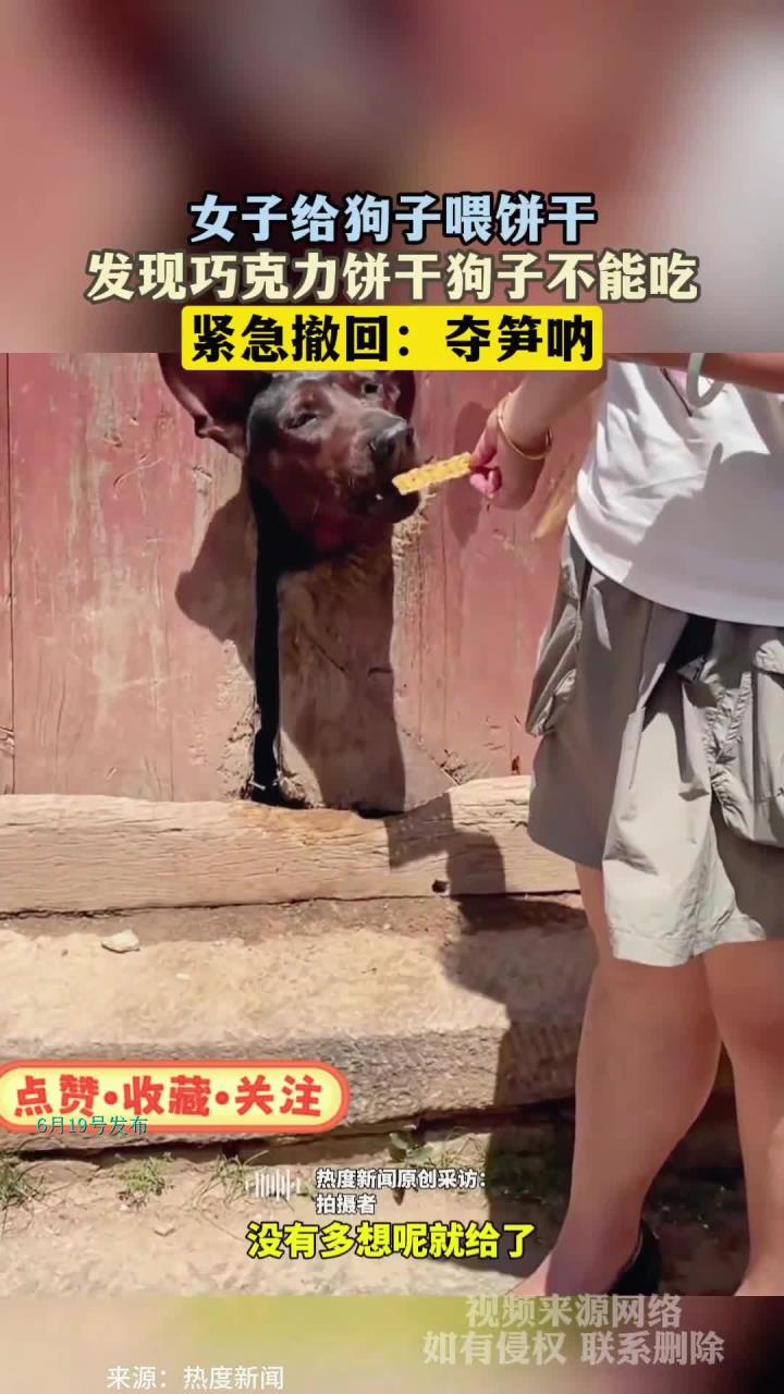 女子给狗子喂饼干,发现巧克力饼干狗子不能吃,紧急撤回:夺笋呐