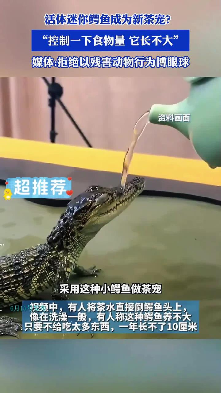 活体迷你鳄鱼成为新茶宠?媒体:拒绝以残害动物行为博眼球