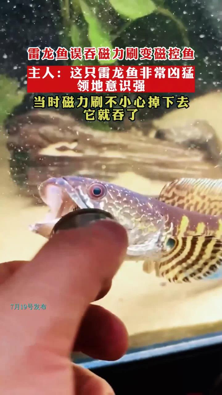 雷龙鱼误吞磁力刷变磁控鱼,主人:这只雷龙鱼非常凶猛领地意识强