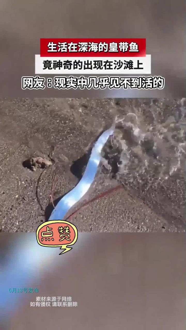 生活在深海的皇带鱼,竟神奇的出现在沙滩上
