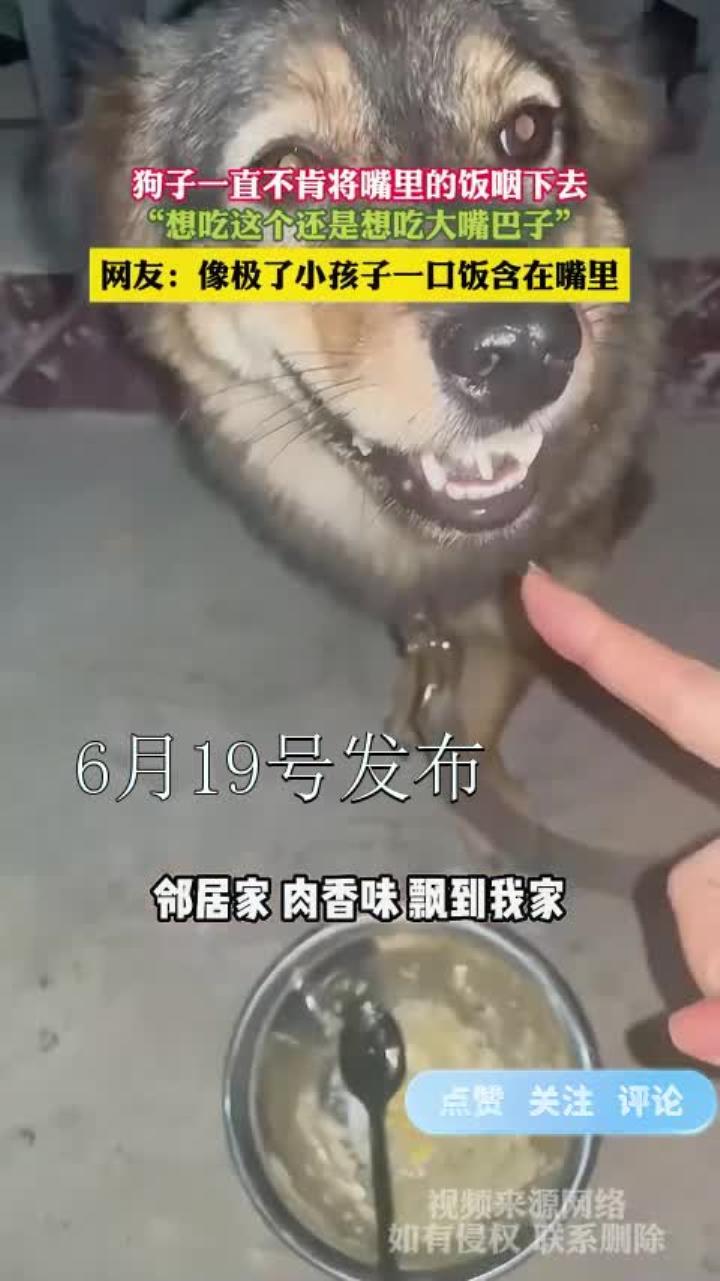 狗子一直不肯将嘴里的饭咽下去