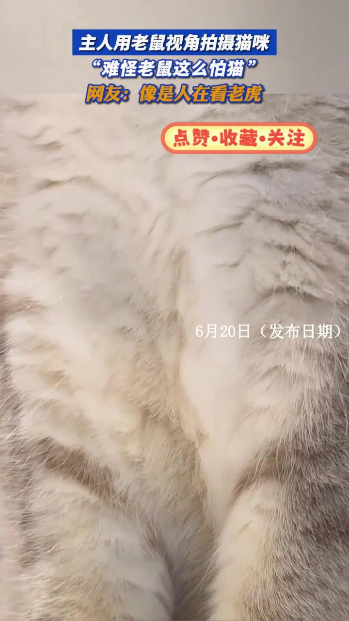 主人用老鼠视角拍摄猫咪，“难怪老鼠这么怕猫”