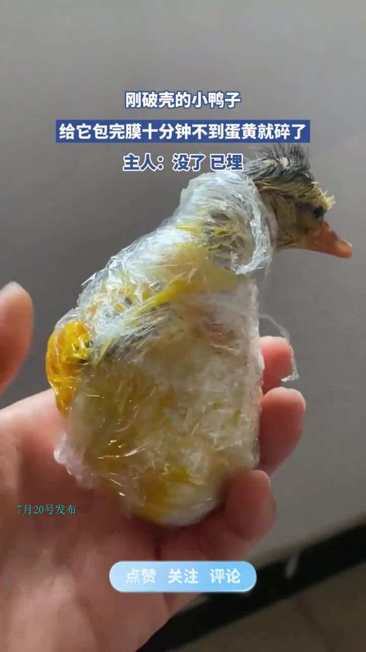 刚破壳的小鸭子,给它包完膜十分钟不到蛋黄就碎了,主人:已埋