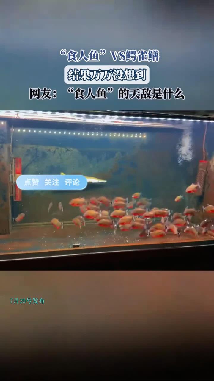 “食人鱼”VS鳄雀鳝,结果万万没想到
