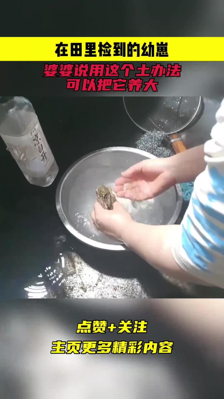 在田里捡到的幼崽,婆婆说用这个土办法,可以把它养大