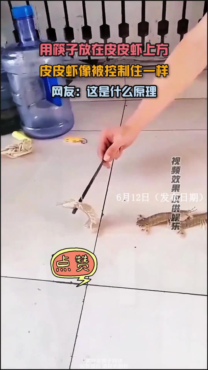 筷子放在皮皮虾上方,皮皮虾像被控制住一样,网友:这是什么原理