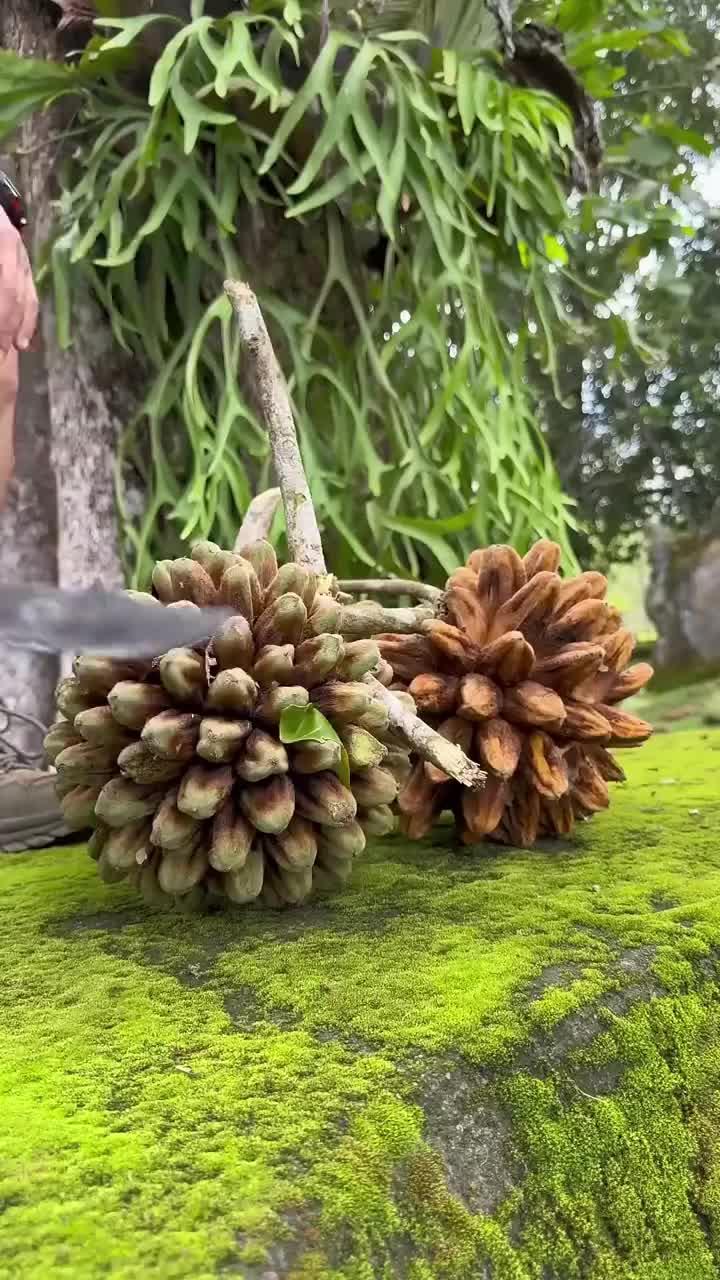 老六采摘完面包果，又把面包果树苗采挖回家，种植成多样性的盆栽