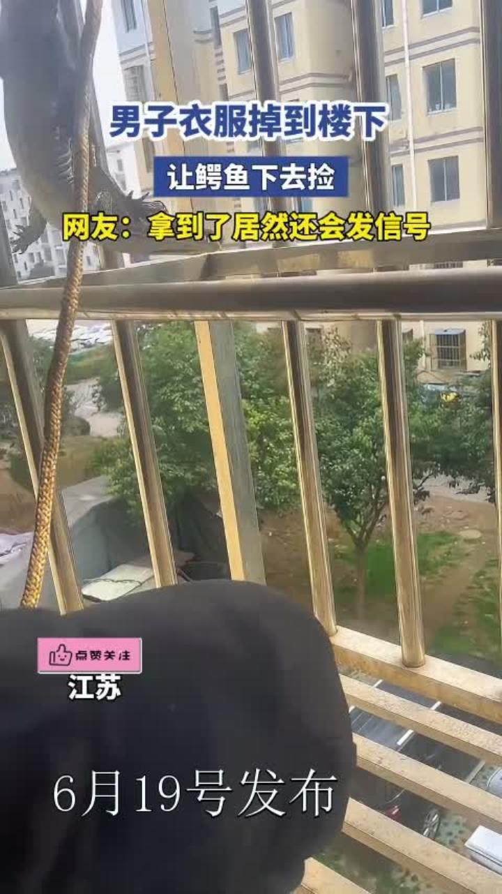男子衣服掉到楼下,鳄鱼帮捡,网友:太聪明,捡到还发信号