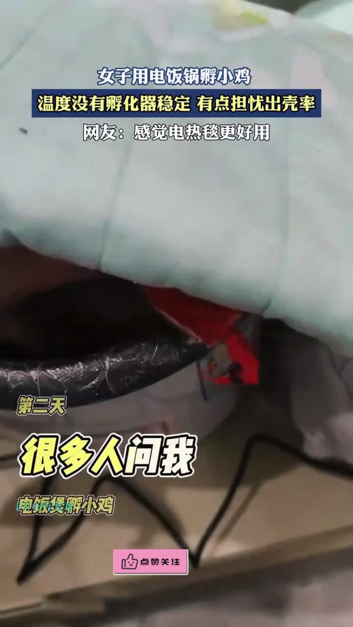 女子用电饭锅孵小鸡,温度没有孵化器稳定,有点担忧出壳率
