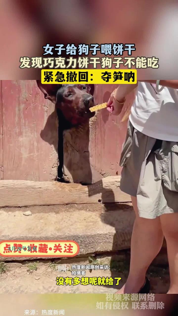 女子给狗子喂饼干,发现巧克力饼干狗子不能吃,紧急撤回:夺笋呐