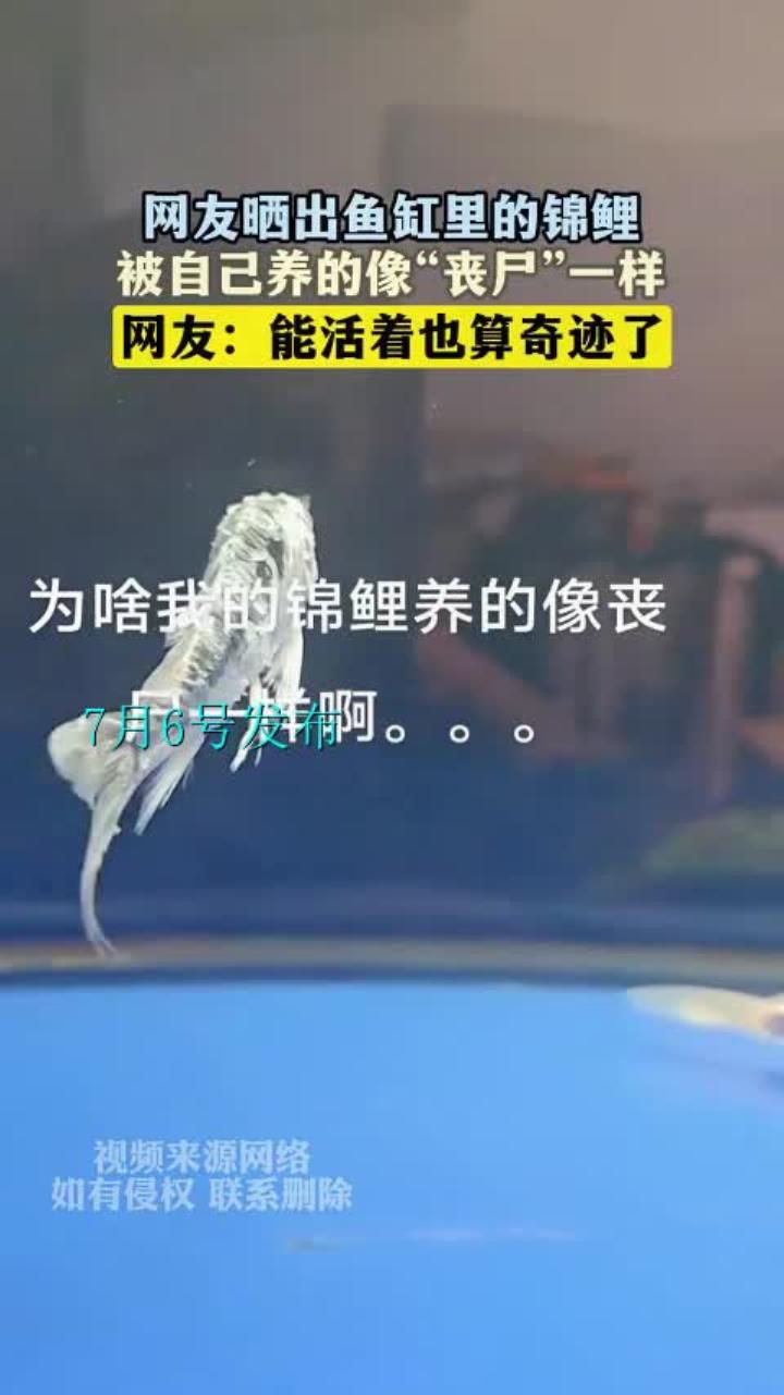 网友晒出鱼缸里的锦鲤,被自己养的像“丧尸”一样
