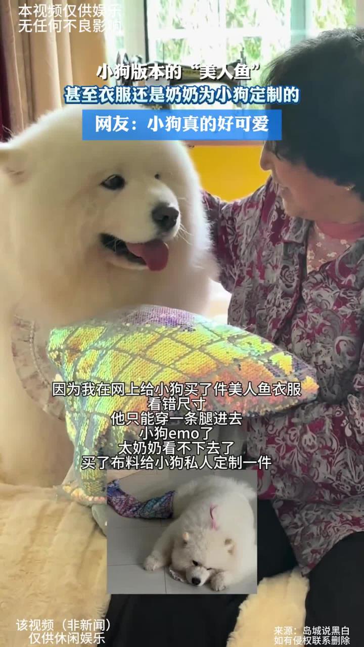 小狗版本的“美人鱼”，甚至衣服还是奶奶为小狗定制的