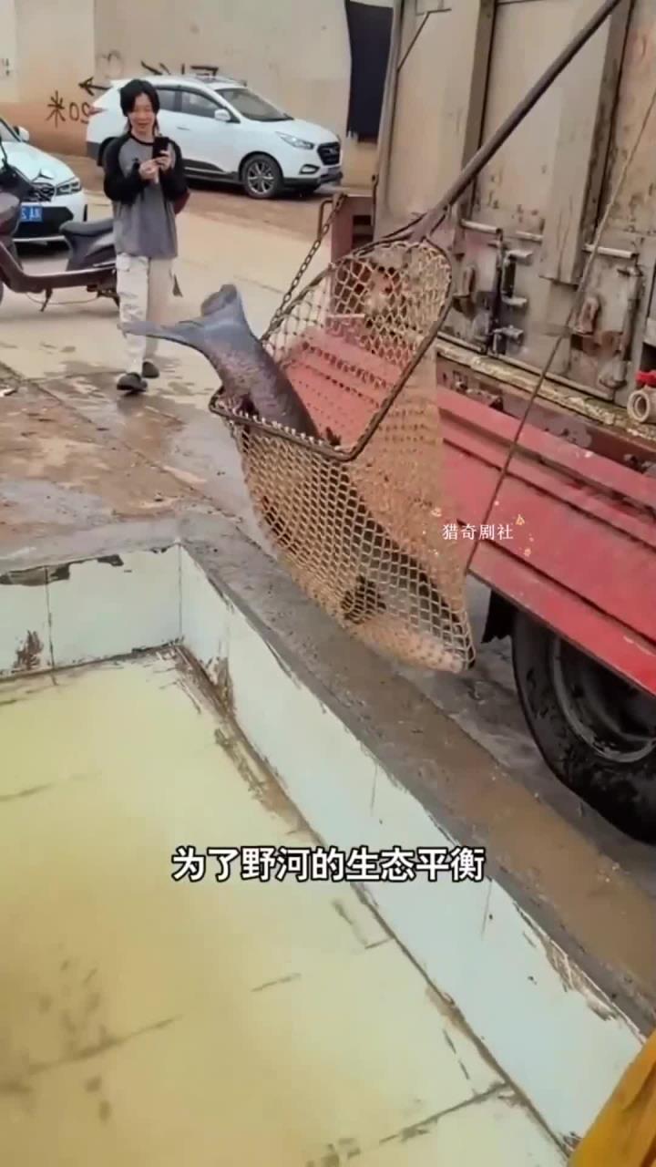 大哥放生超大草鱼,真是下了血本啊