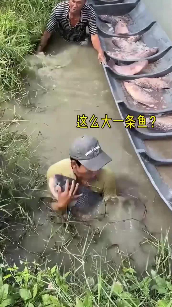 大叔在深水区摸鱼!鱼儿竟然都不跑,太奇怪了