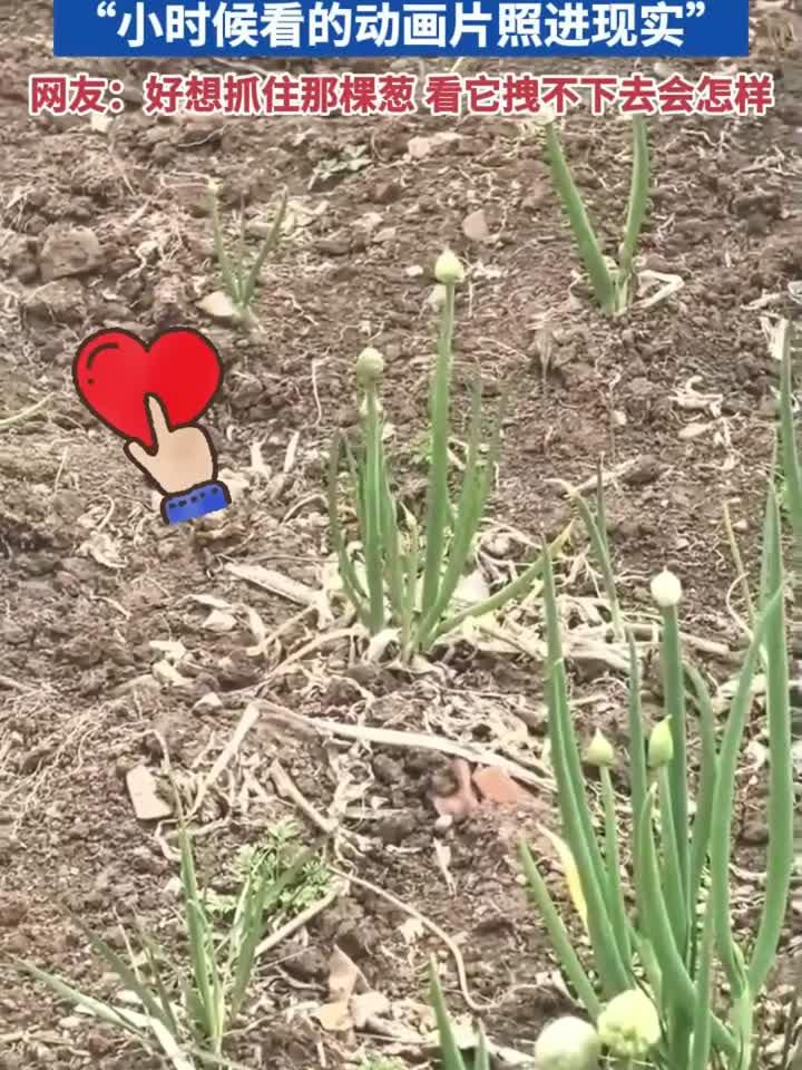 菜园里上演一颗菜原地消失“小时候看的动画片照进现实”网友:好