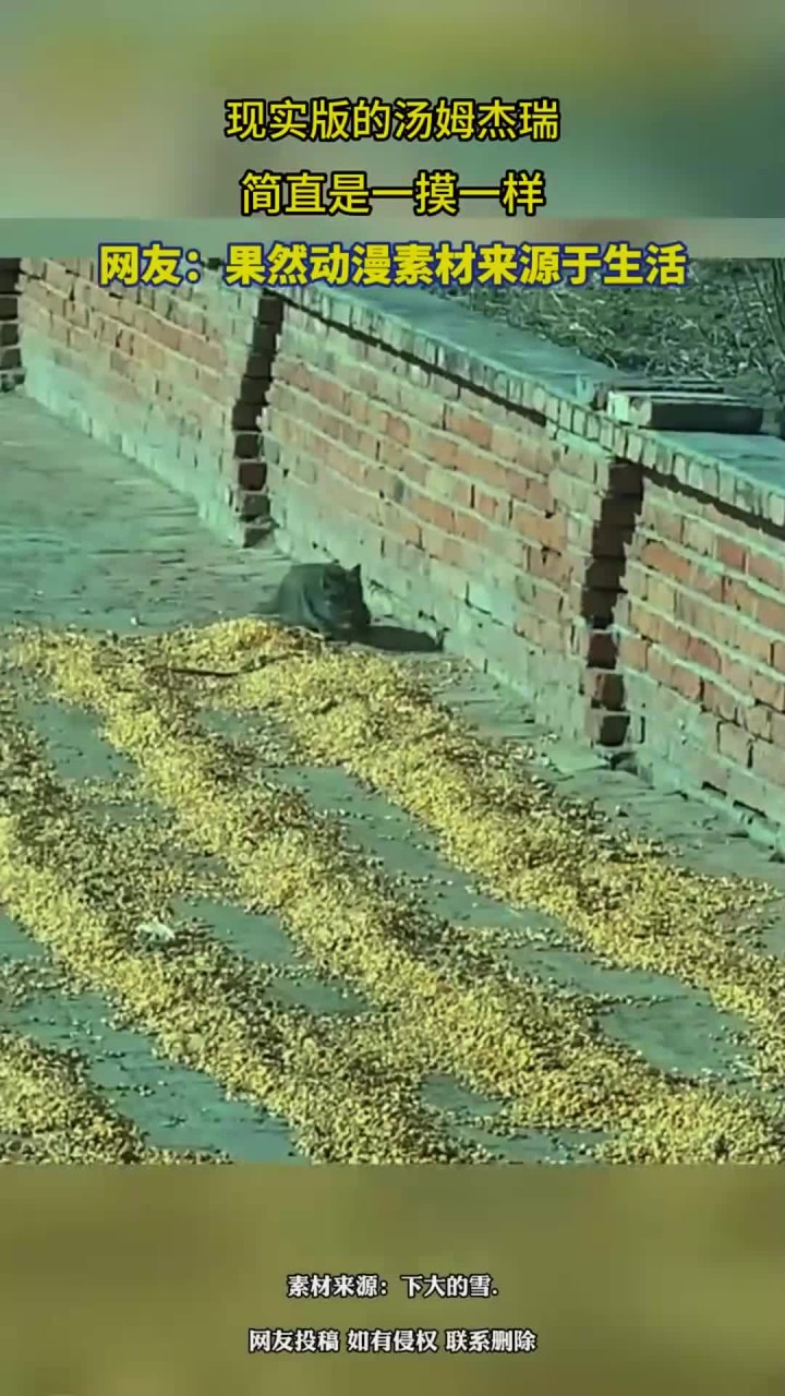 现实版的汤姆和杰瑞