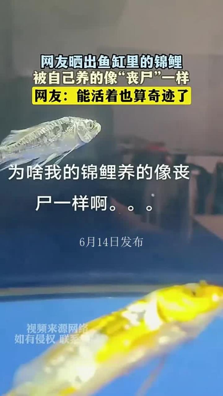 网友晒出鱼缸里的锦鲤，被自己养的像“丧尸”一样