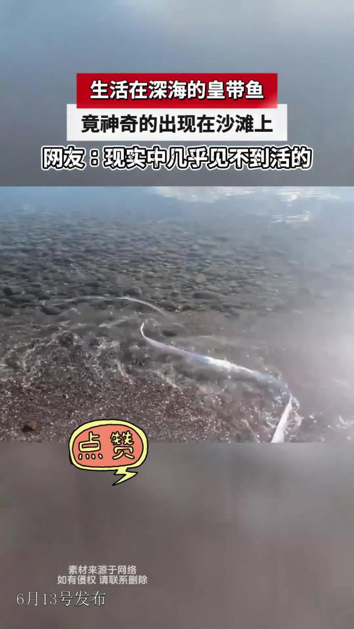 生活在深海的皇带鱼,竟神奇的出现在沙滩上