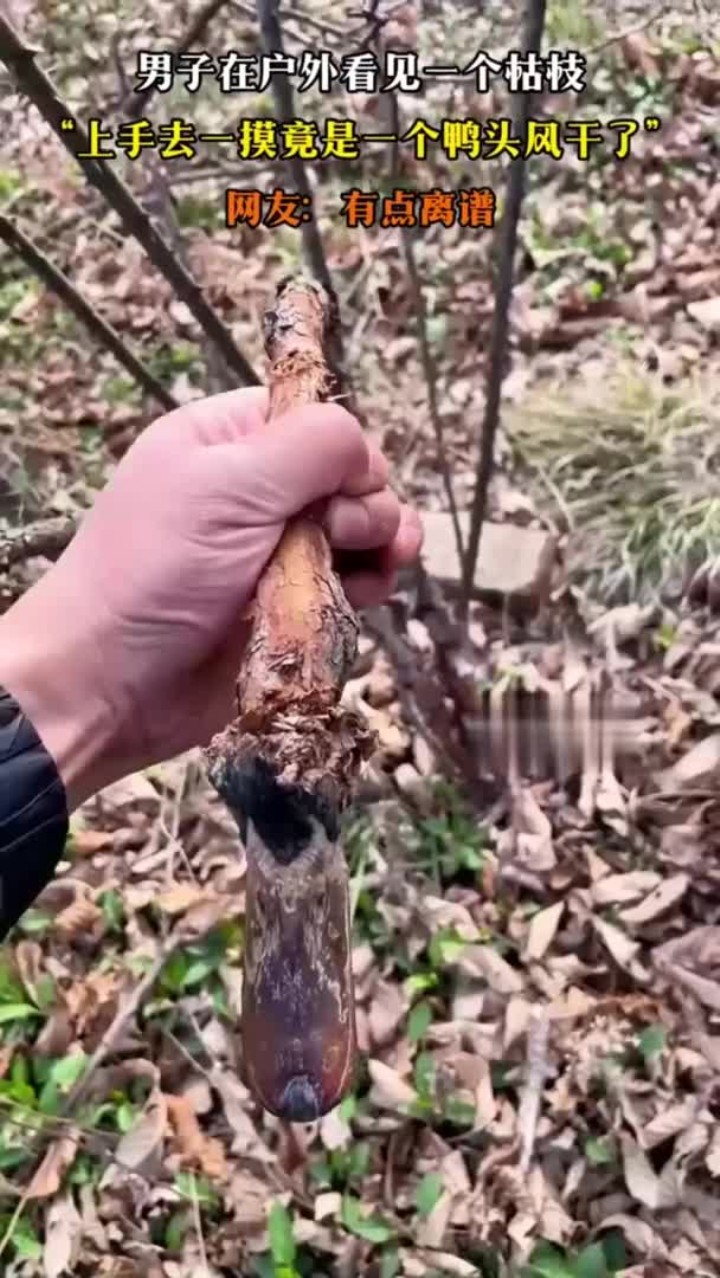 男子在户外看见一个枯枝,“上手去一摸竟是一个鸭头风干了”