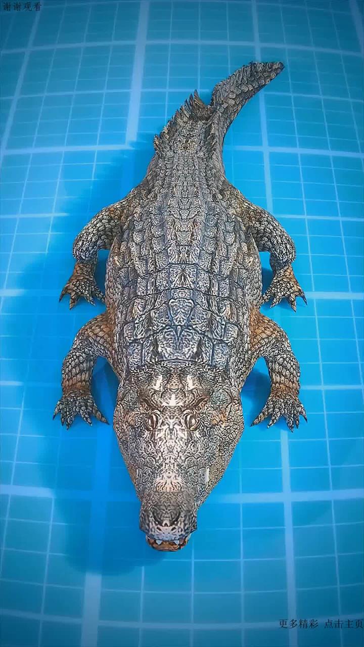 如何与鳄鱼摔单挑