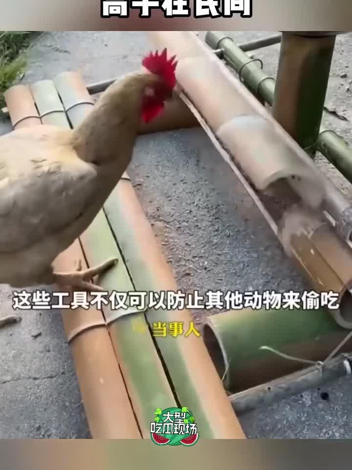 农村小伙自制喂鸡神器,高手在民间