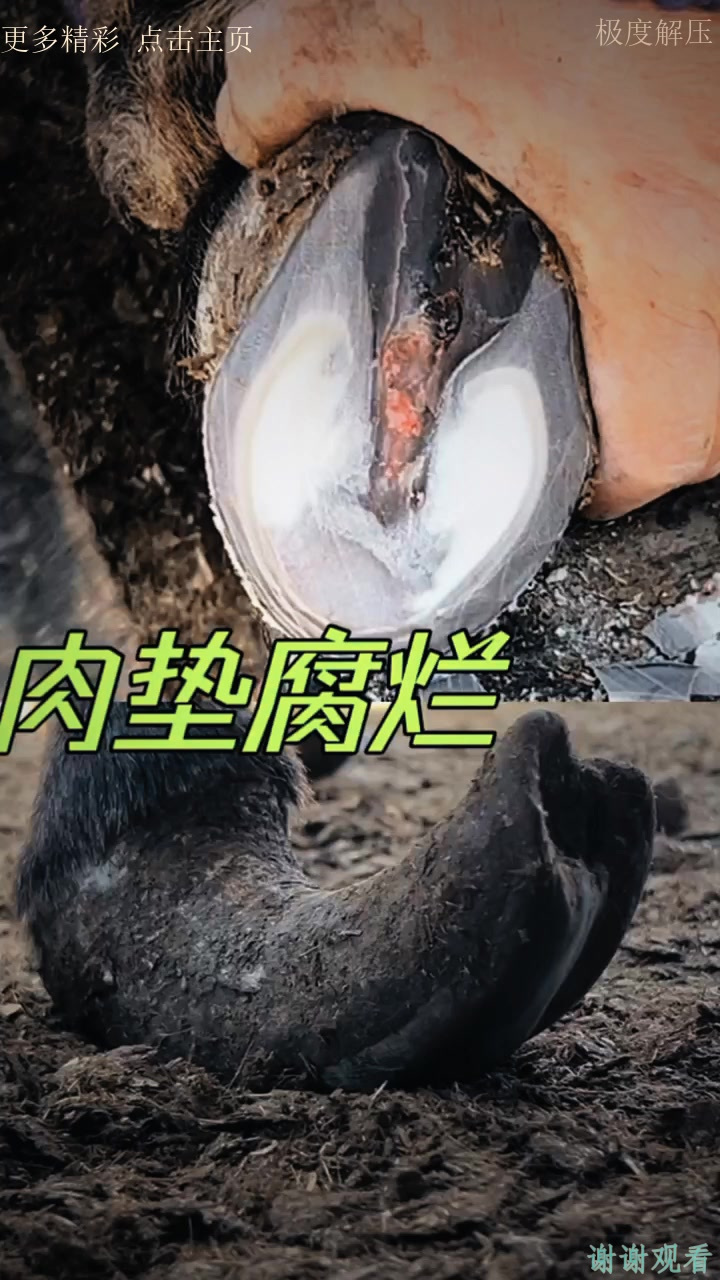 肉垫腐烂病灶暗藏脚心!长时间裹脚让毛驴不舒服,修完大不一样
