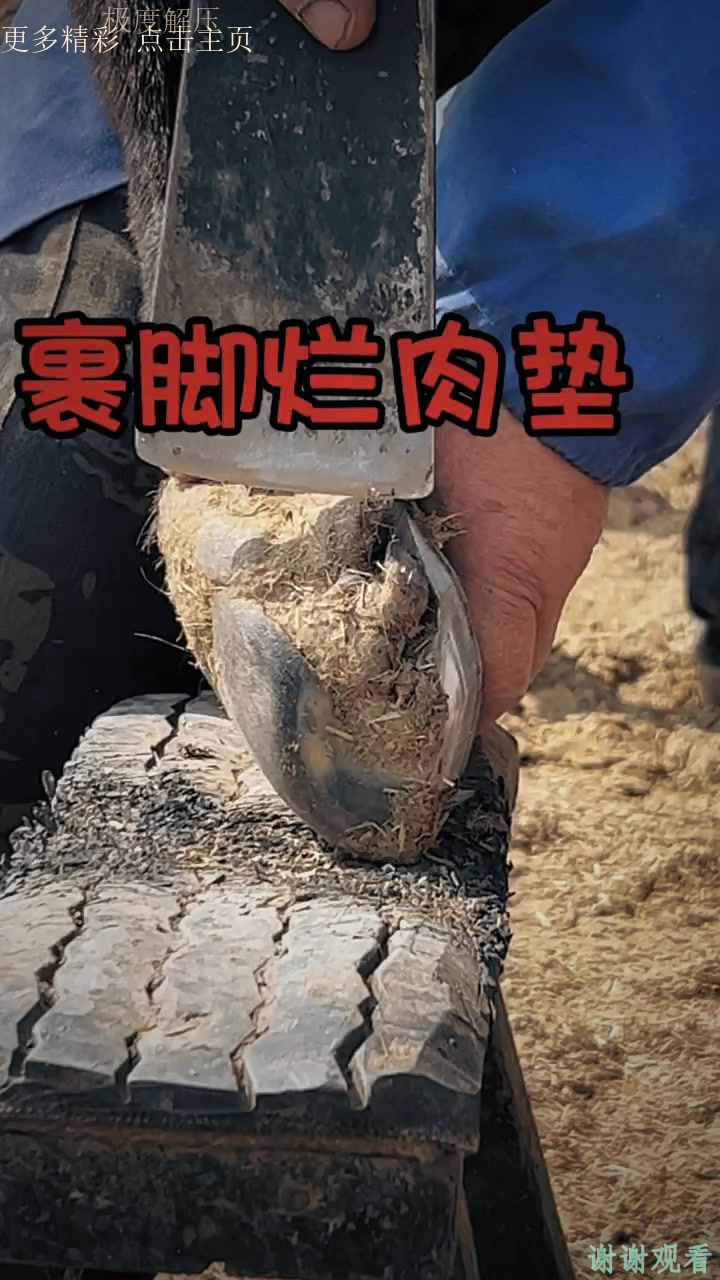 裹脚卷肉垫，修驴蹄缓解毛驴压力