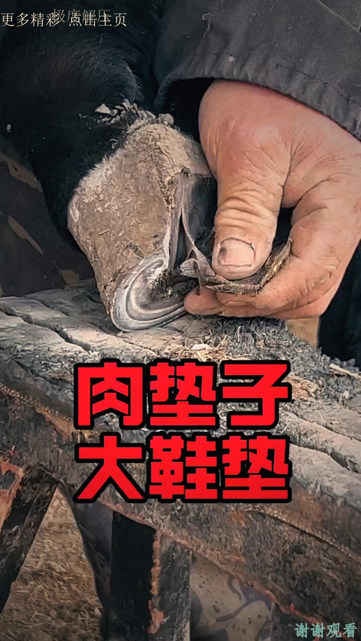 肉垫子高度行不行？