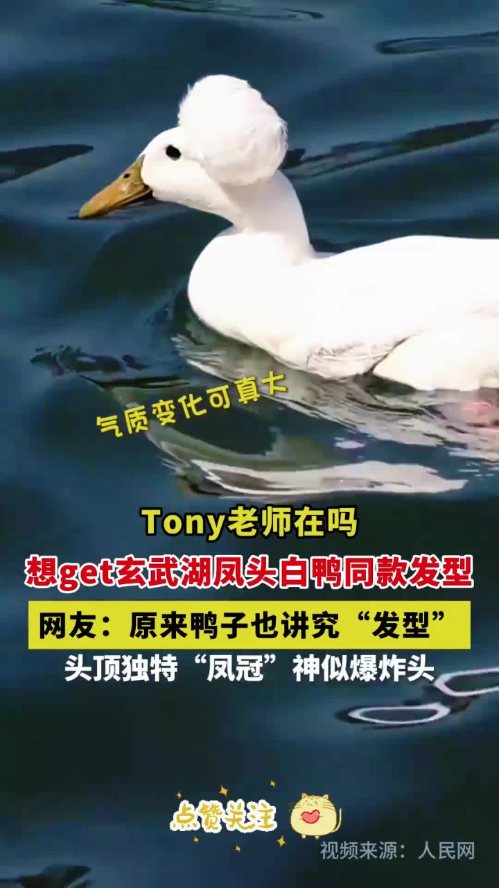 Tony老师在吗!想get玄武湖凤头白鸭同款发型,网友:原来鸭子也讲究“发型”