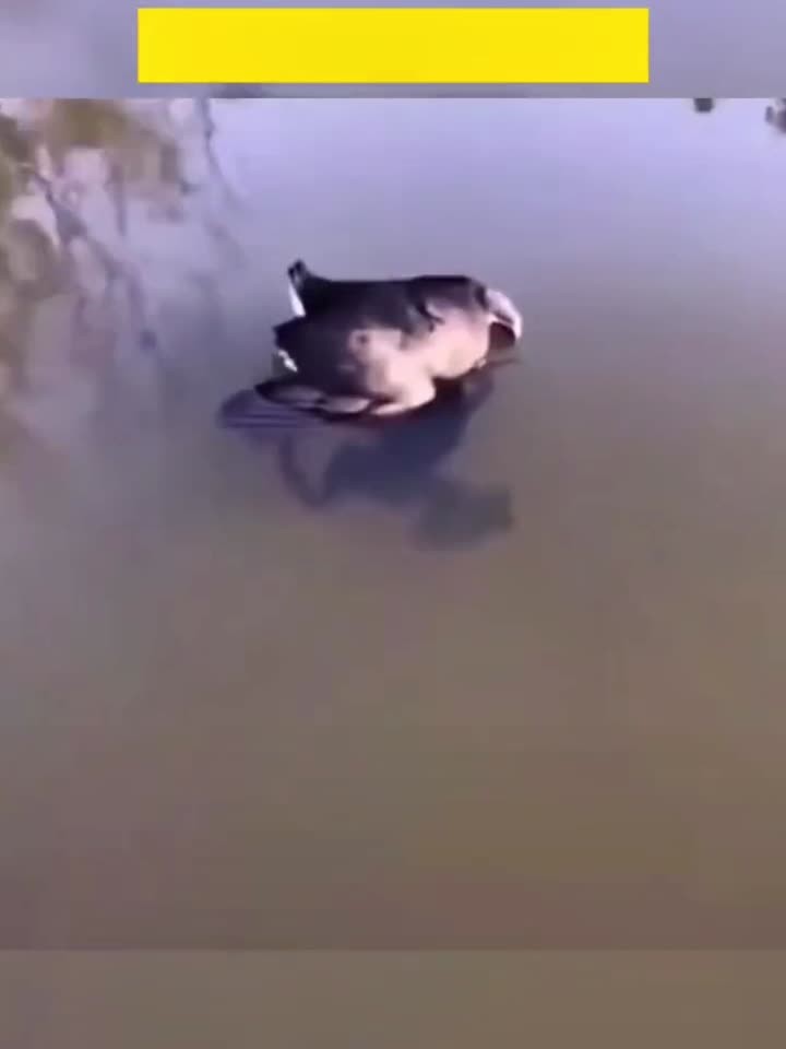 “癞蛤蟆吃到天鹅肉”,青蛙咬住了一只鸟