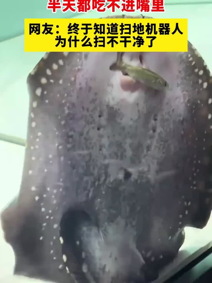 第一视角看魟鱼吃活食,半天都吃不进嘴里