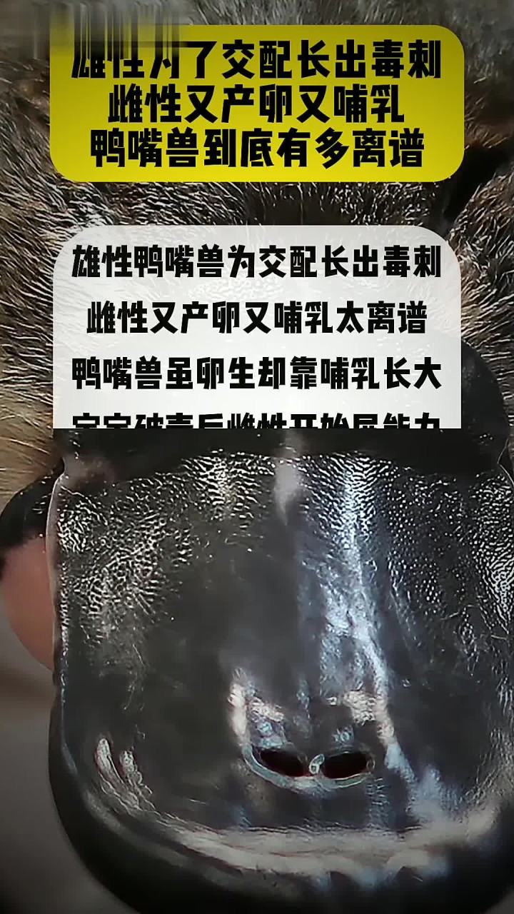 雄性为了交配长出毒刺 雌性又产卵又哺乳 鸭嘴兽到底有多离谱