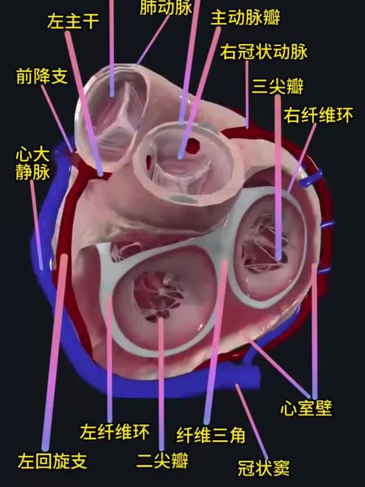 心脏的解剖结构!