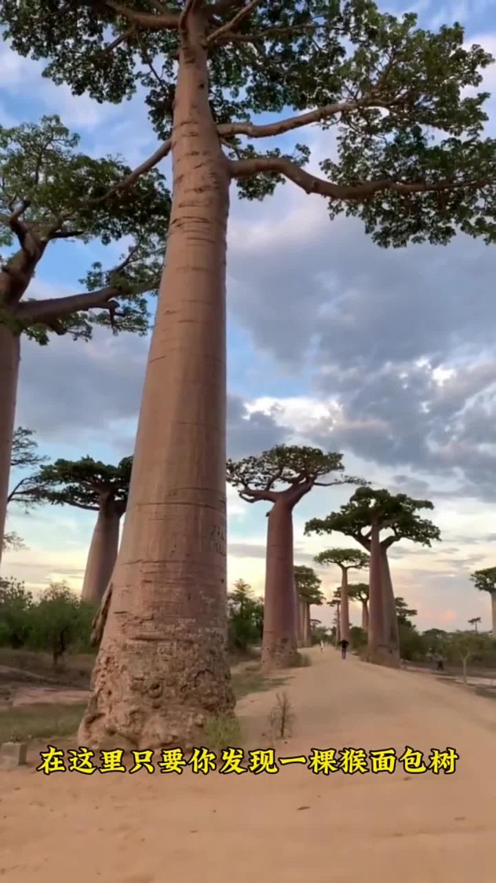 非洲著名的猴面包树，有了它就吃住无忧了